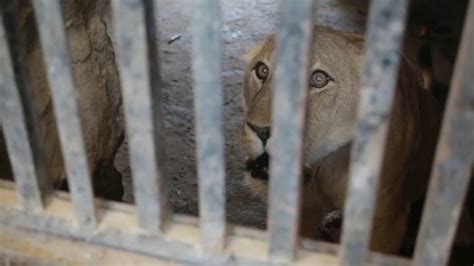 Au Yémen Les Animaux Des Zoos Luttent Aussi Pour Survivre Afp News