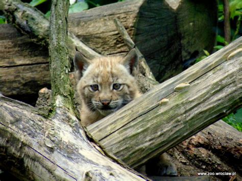 Lovely Lynx Kitten Born At Zoo Wroclaw Zooborns