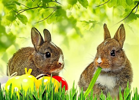 Easter Bunnies Rabbits Grass Eggs Spring Tree Holiday Pretty