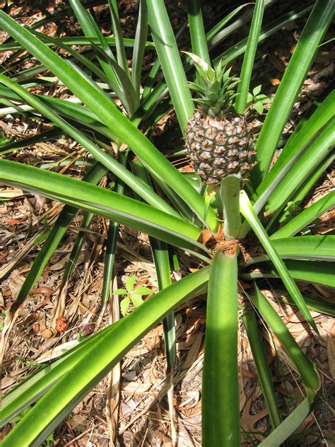 How To Grow Pineapples 7 Steps With Pictures