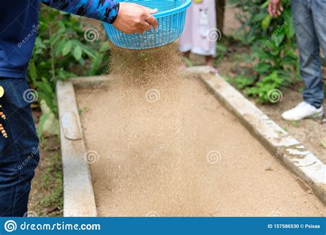 Farmer Pouring Sand On Plant Bed After Growing Tree Stock Photo Image