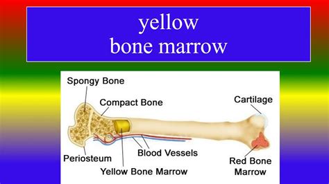 What Is Yellow Bone Marrow Youtube
