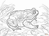 Toad Coloring American Cane Drawing Printable Designlooter sketch template