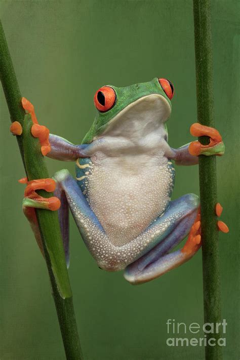 Red Eyed Tree Frog Belly Ubicaciondepersonascdmxgobmx