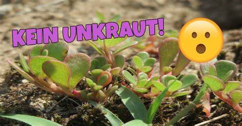 Die einzelnen unkräuter werden ausführlich beschrieben (keimung, laubblätter, stängel, blüte, etc.) und anhand mehrerer bilder in unterschiedlichen entwicklungsstadien und mit unterschiedlichen details dargestellt. Wenn ihr diese Pflanze im Garten habt, reißt sie niemals ...