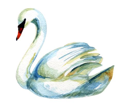 Royalty Free Swan Clip Art Vector Images And Illustrations Istock