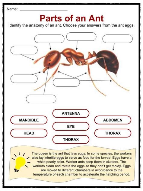 Ant Facts Worksheets And Information For Kids Insects For Kids Facts