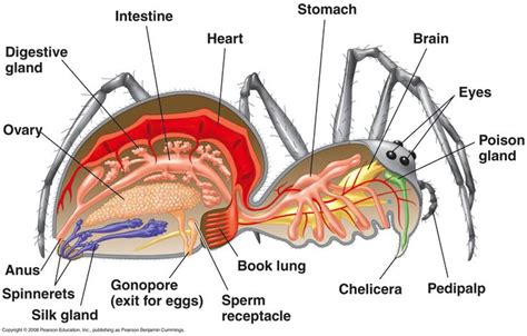 Arachnid Anatomy 101 The Spider Lady