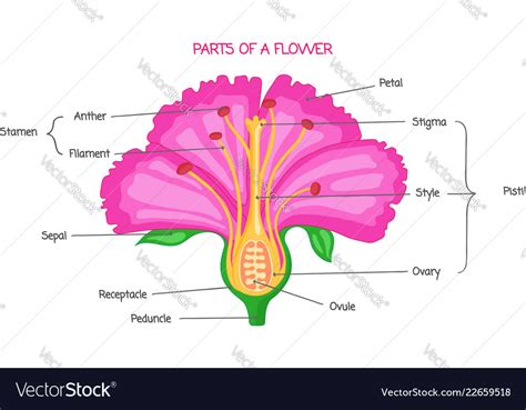 Part Of A Flower Biological Diagram Royalty Free Vector