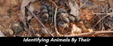 How To Identify Types Of Animal Droppings Critter Control Of The Triangle
