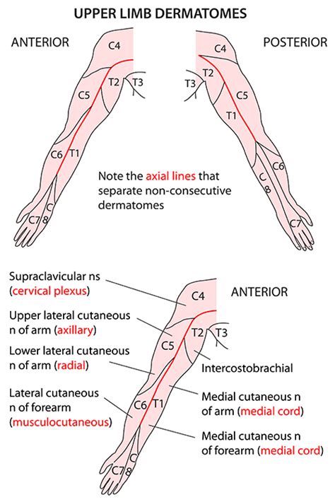 3d anatomy tutorial on the muscles of the upper arm using. Instant Anatomy - Upper Limb - Nerves - Skin - Dermatomes ...