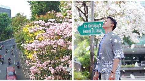 Anda telah singgah di toko bunga surabaya asry florist sebagai situs jasa pemesanan dan pengiriman pilihan bermacam bunga segar surabaya, bunga papan surabaya, bunga meja surabaya, bunga wisuda surabaya, buket mawar murah di surabaya, bunga plastik surabaya, jual bunga online murah di kota surabaya, bunga tangan surabaya. Wisata Bunga Sakura Di Surabaya - Tempat Wisata Indonesia