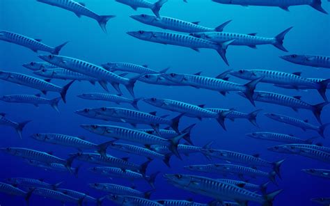 I noticed there weren't any online posts or videos with specific instructions on how to do this, so here's how i figured out how to insert an image onto an. nature, Ocean, Fish, Blue, Sea, Hd, Wallpaper Wallpapers ...