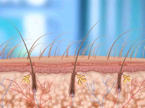 Hair Follicle Infections What You Need To Know Hair Loss Reversed