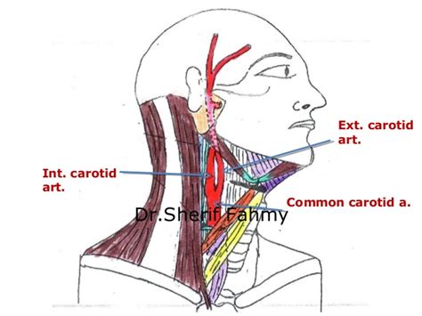 The latter is less invasive, but some research is… Carotid Arteries (Anatomy of the Neck)