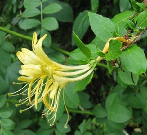 Certain times of the year when plants receive. Yellow honeysuckle | flowers | Pinterest