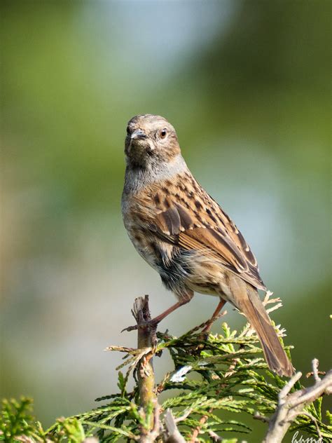 Garden Birds Vi A Dunnock Aka Hedge Sparrow And Hedge Acc Hector