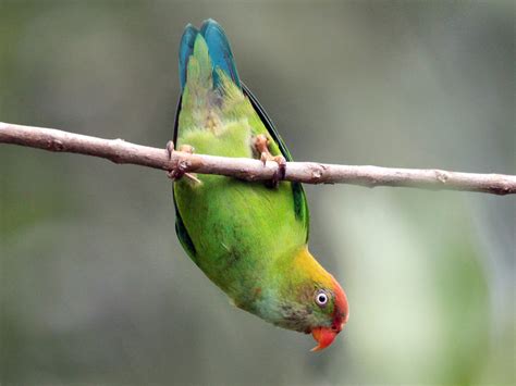 Sri Lanka Hanging Parrot Ebird