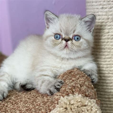 Persian Cat Cats For Sale Archives Zena Cat Breeders