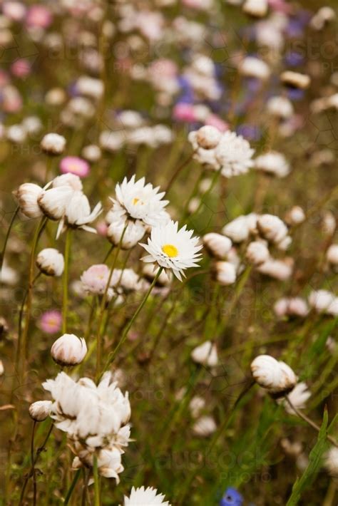 Image Of Pink And White Everlasting Daisies At Kings Park And Botanic
