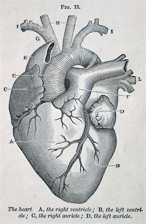 Anatomic Heart With Images Anatomy Art Medical Drawings Heart Diagram