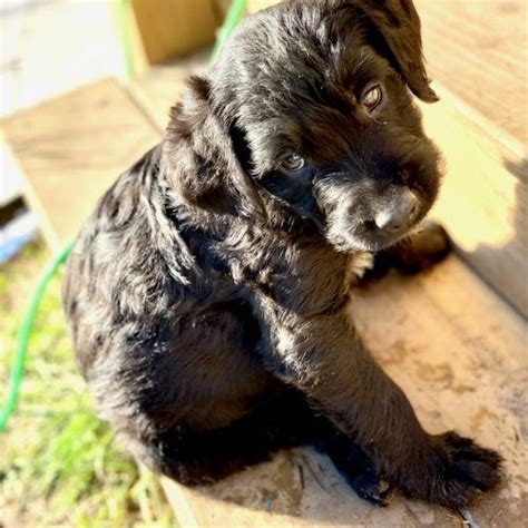 Doggies double doodle puppies baby animals. Slick - male Double Doodle puppie for sale at Waller ...
