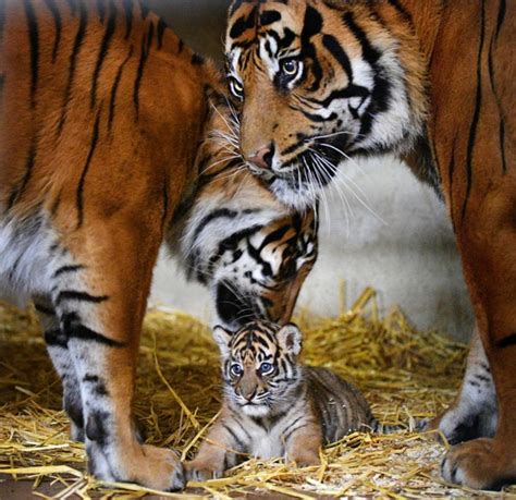 Tigers give birth, on average, every 2 to 2.5 years, with each litter containing two to three cubs. International Tiger Day - Flamingo Land Resort
