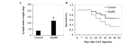 Heat Shock Protein B6 Potently Increases Non‑small Cell Lung Cancer Growth