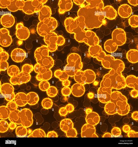 Skin Bacteria Under Microscope