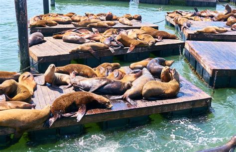 Sea Lions At Pier 39 In San Francisco California Stock Photo Image