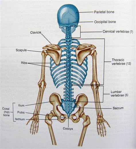 The bones in a saddle joint can rock back and forth and from side to side, but they have. Notes on Anatomy and Physiology: The Spinal Column