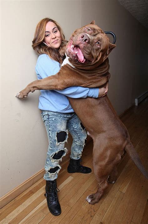 Overweight and obese dogs are typically inactive and spend a lot of time scarfing down their food. 20 Photos Of Big, Giant, Massive but Cute Dogs for Animal Lovers | Reckon Talk