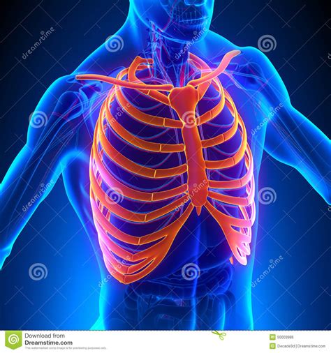 Anatomy Rib Cage With Heart Royalty Free Pulmonary Artery Pictures