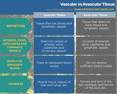 Difference Between Vascular And Avascular Tissue Compare The