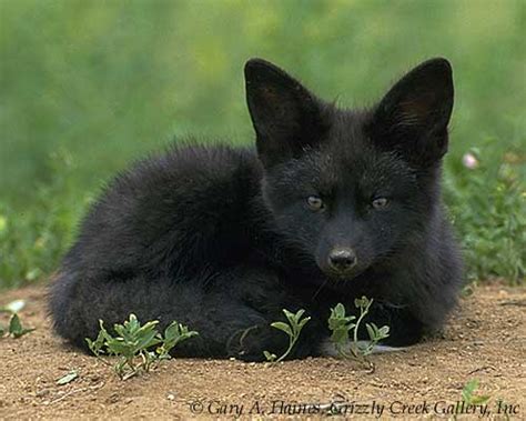 What I Learned From Daniel The Blog A Rare Black Fox