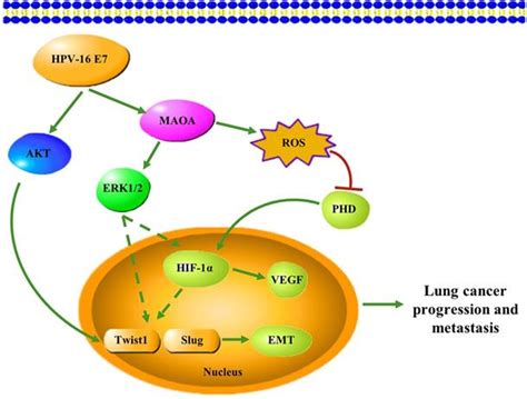 The Role Of Monoamine Oxidase A In Hpv 16 E7 Induced Epithelial Mesenchymal Transition And Hif