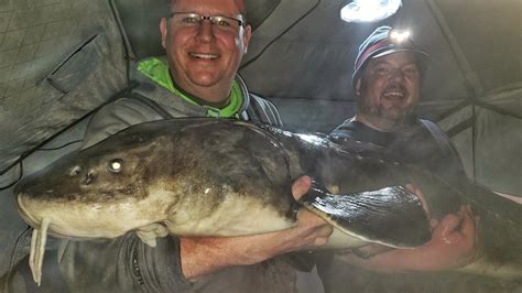 Monster Sturgeon Pulled From St Croix May Be Biggest Ever Minnesota