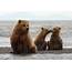 Brown Bear Family Photo  Shetzers Photography