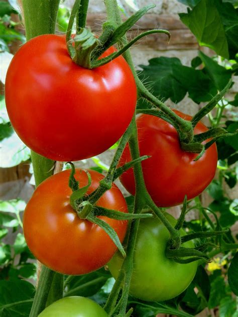 Floradade Tomato Growin Crazy Acres
