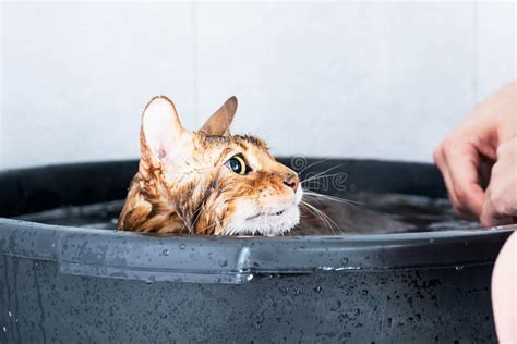Funny Wet Cat Bath Or Shower To Bengal Breed Cat Stock Photo Image