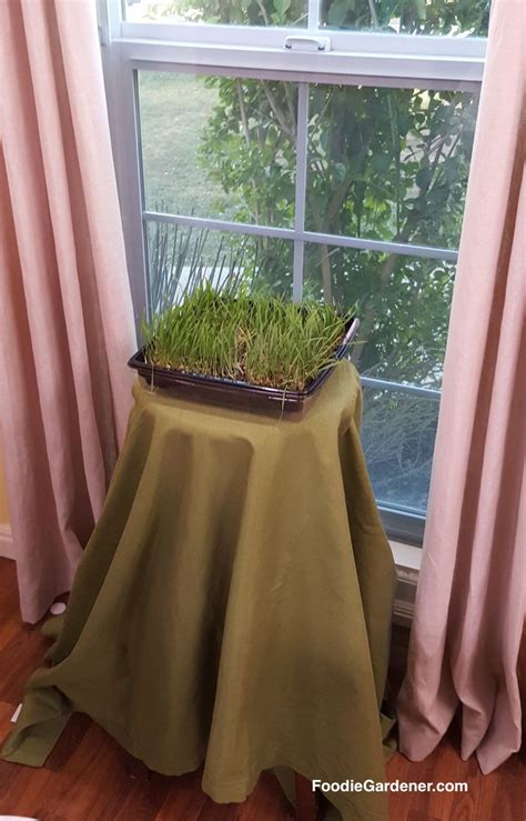 Grow Micro Greens And Wheatgrass Indoors In 10 14 Days The Foodie