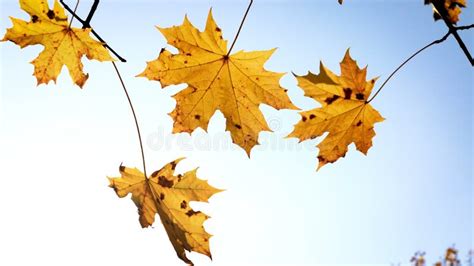 Maple Leaves And Sun Stock Footage Video Of Maple Closeup 42739212