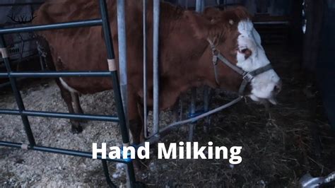 What Do I Need To Hand Milk A Cow Milking Cow Series Part Youtube