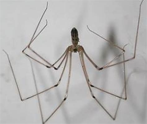 Cellar spiders get their name from the fact they like to live in dark places. How to Get rid of Small Spiders in your House? | Spider ...
