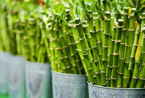 How To Save Dying Bamboo Plant Comprehensive Guide To Revive Your