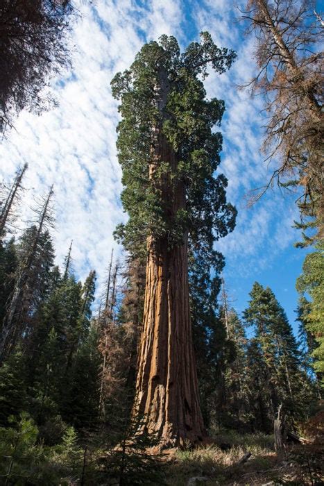 Save The Redwoods League Has Secured The Opportunity To Protect One Of