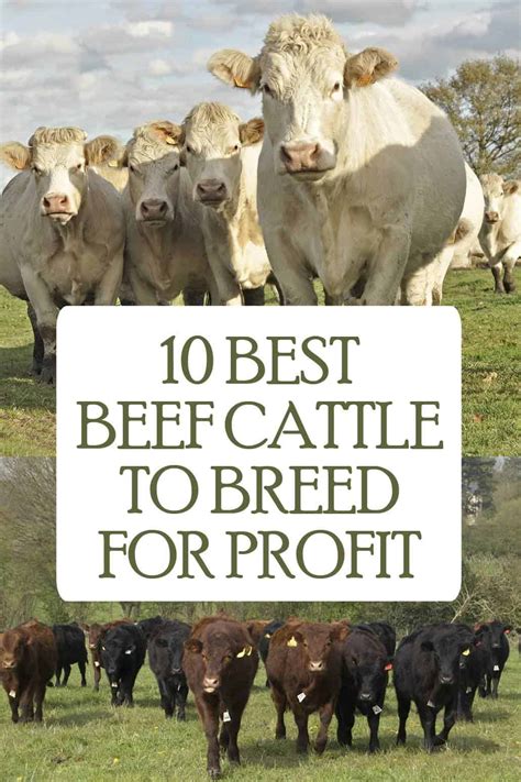10 Best Beef Cattle To Breed For Profit The Homesteading Hippy