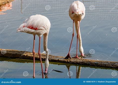 Young Pink Flamingo On The Lake At Zoo Phoenicopterus Roseus Stock