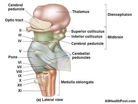 Cerebral Peduncle Functions Structure Complete Guide