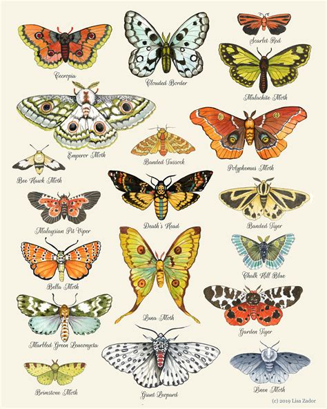 Moth Chart Print Moth Art Moth Poster Insect Art Etsy